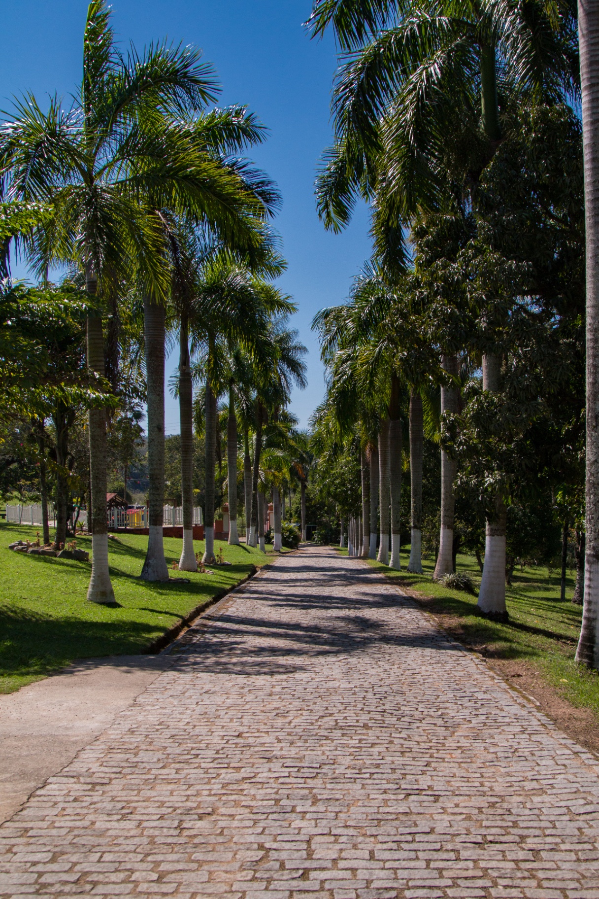 Alameda de entrada do Casarão Terra Santa cercada por palmeiras